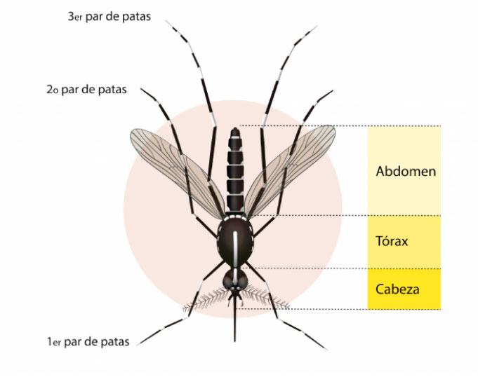 Qué es el mosquito tigre