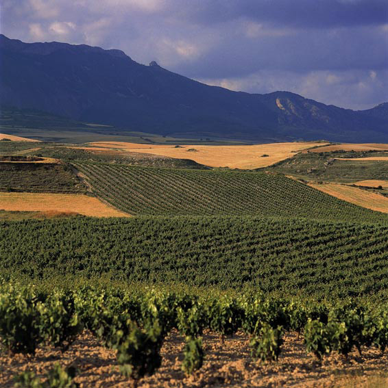 Viñedos Rioja Alavesa