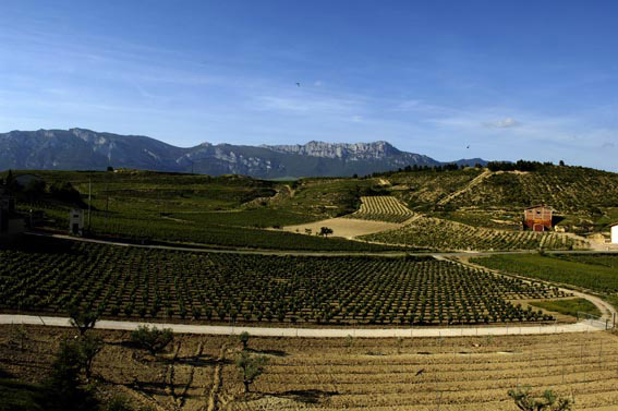 Viñedos Rioja Alavesa