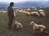 Concurso de habilidad de perros de pastor