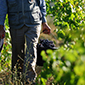 Agricultura, Ganandería y Forestal